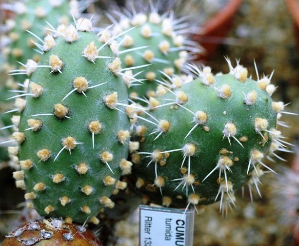 Cumulopuntia_tumida